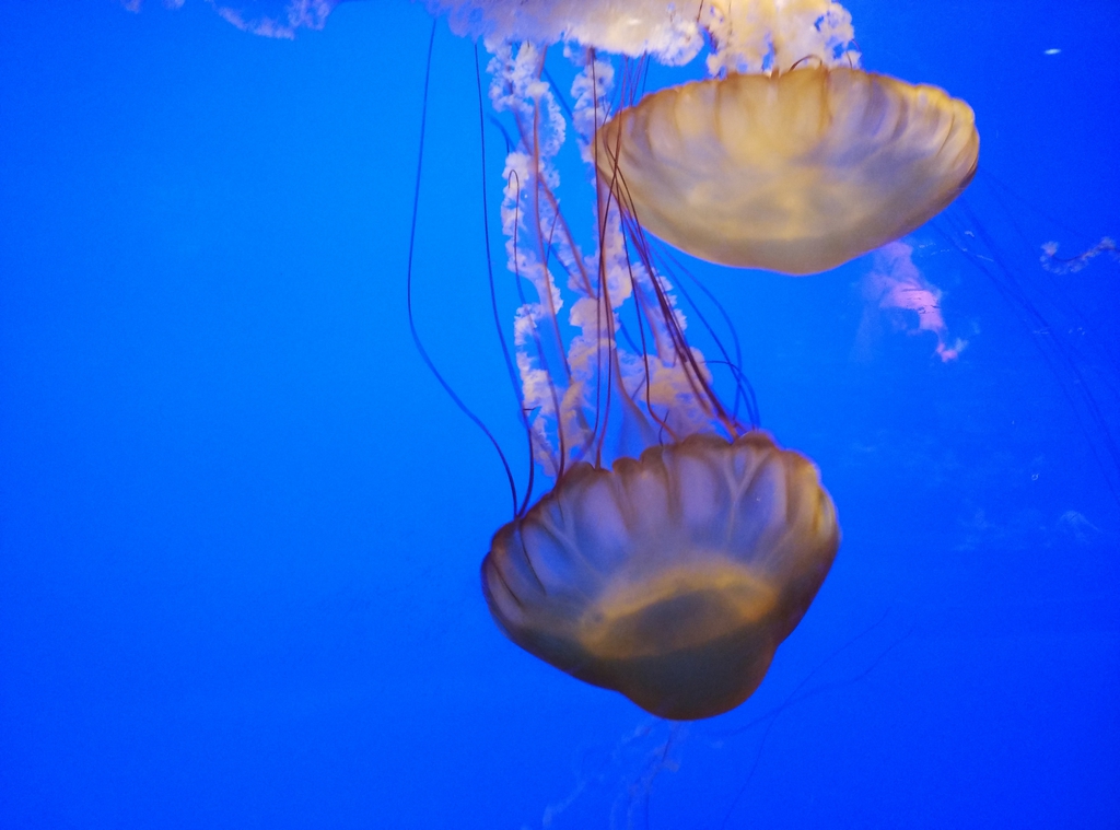 Jelly Fish